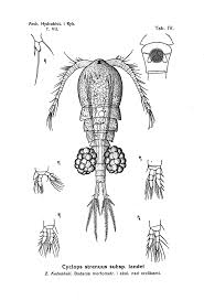 Attēlu rezultāti vaicājumam “Copepoda”