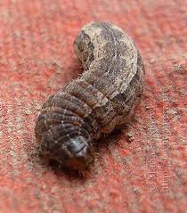 Attēlu rezultāti vaicājumam “Polia nebulosa”