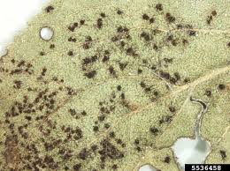 Attēlu rezultāti vaicājumam “Tranzschelia pruni-spinosae”