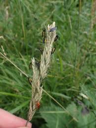 Attēlu rezultāti vaicājumam “Sciara analis”