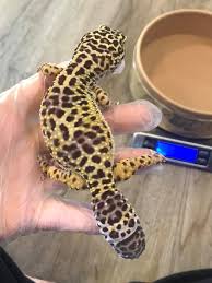 Image result for gravidity leopard gecko