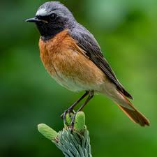 Attēlu rezultāti vaicājumam “Phoenicurus phoenicurus”