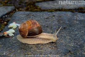 Attēlu rezultāti vaicājumam “Helix pomatia”