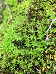 Attēlu rezultāti vaicājumam “Timmia megapolitana”