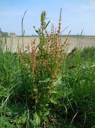 Attēlu rezultāti vaicājumam “Rumex obtusifolius”