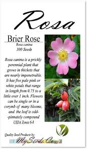 Attēlu rezultāti vaicājumam “Rosa canina”