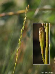 Attēlu rezultāti vaicājumam “Triglochin palustre fruit”