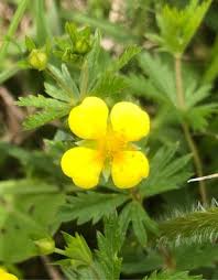 Image result for Potentilla erecta