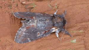 Attēlu rezultāti vaicājumam “Notodonta dromedarius”