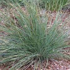 Attēlu rezultāti vaicājumam “Poa nemoralis”