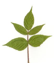 Attēlu rezultāti vaicājumam “Rubus idaeus”