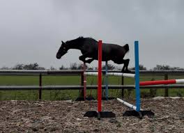Image result for Fisher Equestrian