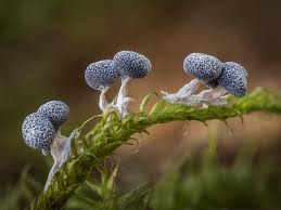 Attēlu rezultāti vaicājumam “Craterium minutum stalked”