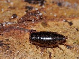 Attēlu rezultāti vaicājumam “Ligidium hypnorum”