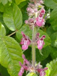 Attēlu rezultāti vaicājumam “Stachys sylvatica bud”