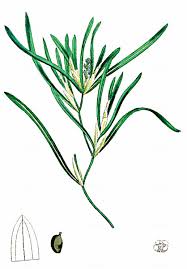 Attēlu rezultāti vaicājumam “Potamogeton trichoides leaf”