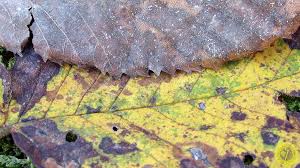 Attēlu rezultāti vaicājumam “Mycosphaerella ulmi”