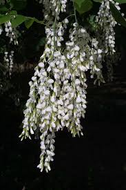 Attēlu rezultāti vaicājumam “Cladrastis kentukea”