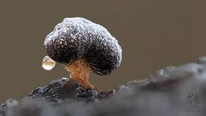 Attēlu rezultāti vaicājumam “Cribraria cancellata var. fusca stalked”