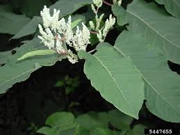 Attēlu rezultāti vaicājumam “Reynoutria sachalinensis flower”