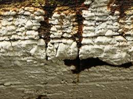 Attēlu rezultāti vaicājumam “Antrodia pulvinascens”