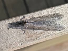 Attēlu rezultāti vaicājumam “Myrmeleontidae”