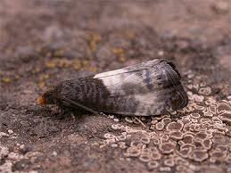 Attēlu rezultāti vaicājumam “Notocelia cynosbatella”