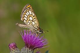 Attēlu rezultāti vaicājumam “Heteropterus morpheus”
