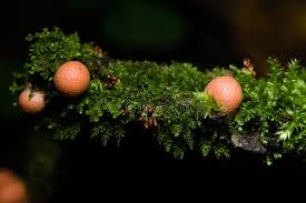 Attēlu rezultāti vaicājumam “Lycogala epidendrum aggr. macro”