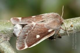 Attēlu rezultāti vaicājumam “Eriogaster lanestris”