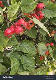 Attēlu rezultāti vaicājumam “Crataegus submollis fruit”