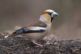 Attēlu rezultāti vaicājumam “Coccothraustes coccothraustes adult”
