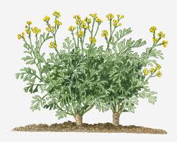 Image result for Ruta graveolens