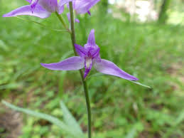 Attēlu rezultāti vaicājumam “Cephalanthera rubra flower”