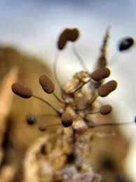 Attēlu rezultāti vaicājumam “Comatricha alta macro”