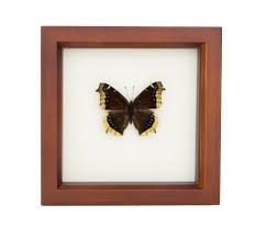 Attēlu rezultāti vaicājumam “Nymphalis antiopa underside”