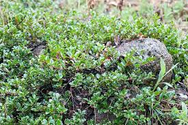 Attēlu rezultāti vaicājumam “Arctostaphylos uva-ursi”