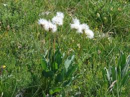 Attēlu rezultāti vaicājumam “Scorzonera humilis bud”