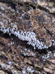 Attēlu rezultāti vaicājumam “Henningsomyces candidus”