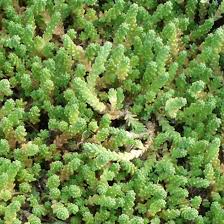 Image result for Sedum acre