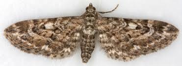 Attēlu rezultāti vaicājumam “Eupithecia icterata female”