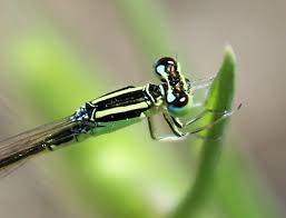 Attēlu rezultāti vaicājumam “Ischnura pumilio”