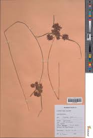 Attēlu rezultāti vaicājumam “Cyperus fuscus fruit”