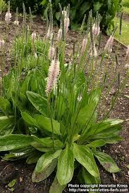 Attēlu rezultāti vaicājumam “Plantago media”