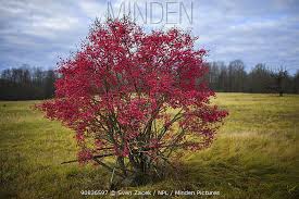 Attēlu rezultāti vaicājumam “Euonymus europaeus”