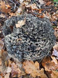 Image result for Podoscypha multizonata