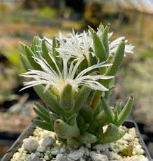 Attēlu rezultāti vaicājumam “Trichia scabra sessile”