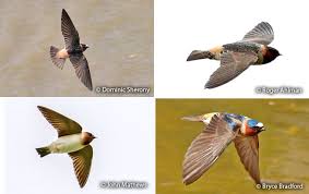 Image result for Petrochelidon pyrrhonota