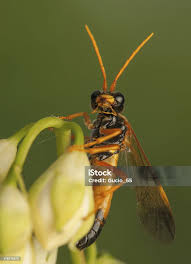 Attēlu rezultāti vaicājumam “Tenthredo campestris”