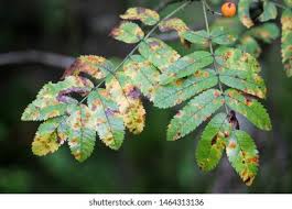 Attēlu rezultāti vaicājumam “Gymnosporangium cornutum”